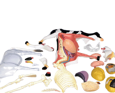 Анатомия Молочной Коровы